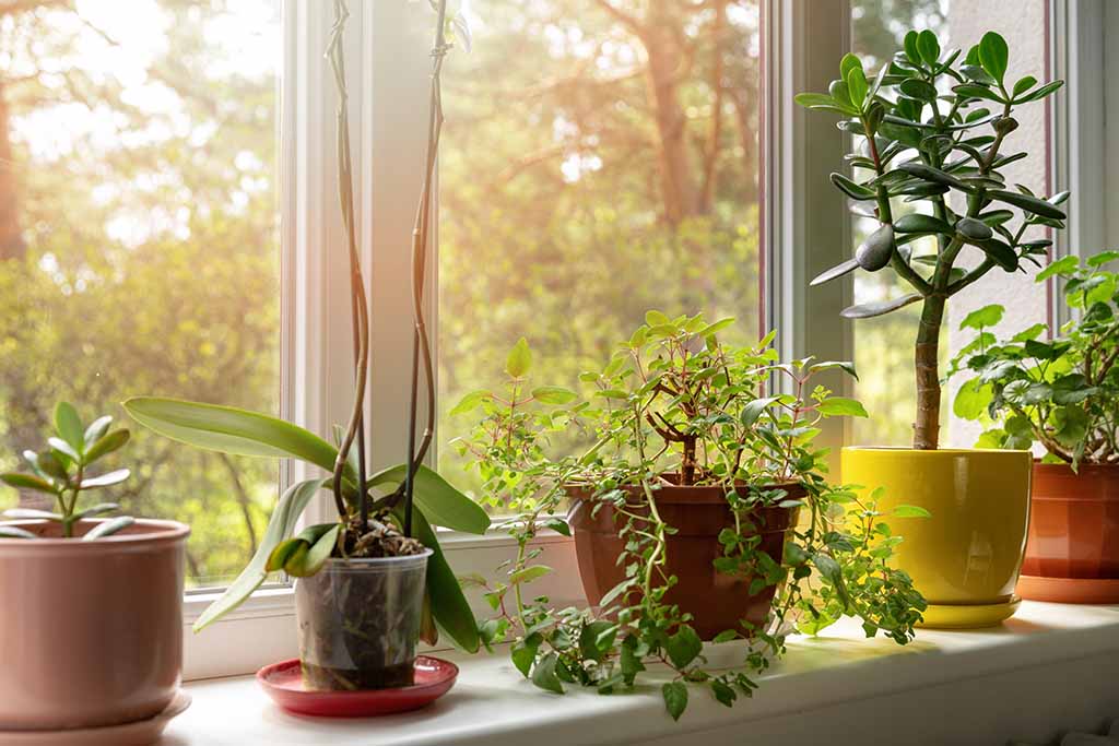 Benefits Of Indoor Gardening For Older Adults Discovery Village