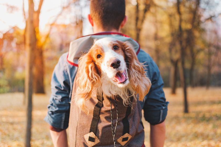 DogFriendly Places To Explore Near Your Senior Living Apartment In
